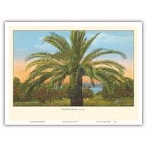 Date Palm Tree Hawaii - Vintage Hawaiian Color Postcard c.1910 - Master Art Print (Unframed) 9in x 12in