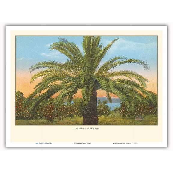 Date Palm Tree Hawaii - Vintage Hawaiian Color Postcard c.1910 - Master Art Print (Unframed) 9in x 12in