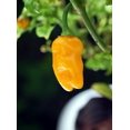 thumbnail image 1 of Datil Pepper 4 Plants - Very Hot. Distinctive Taste, 1 of 4