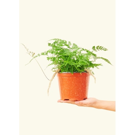 Davallia Fejeensis "Rabbit Foot Fern" Live Green Plant in 6" Pot