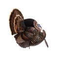 thumbnail image 1 of Dave Smith Decoys DSD White Faced Strutter Turkey Decoy, 1 of 2