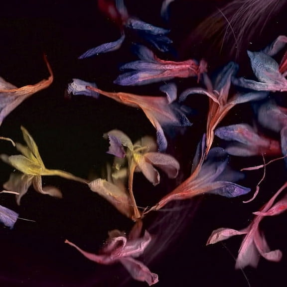 David Collier - Smacht - Classical - Vinyl