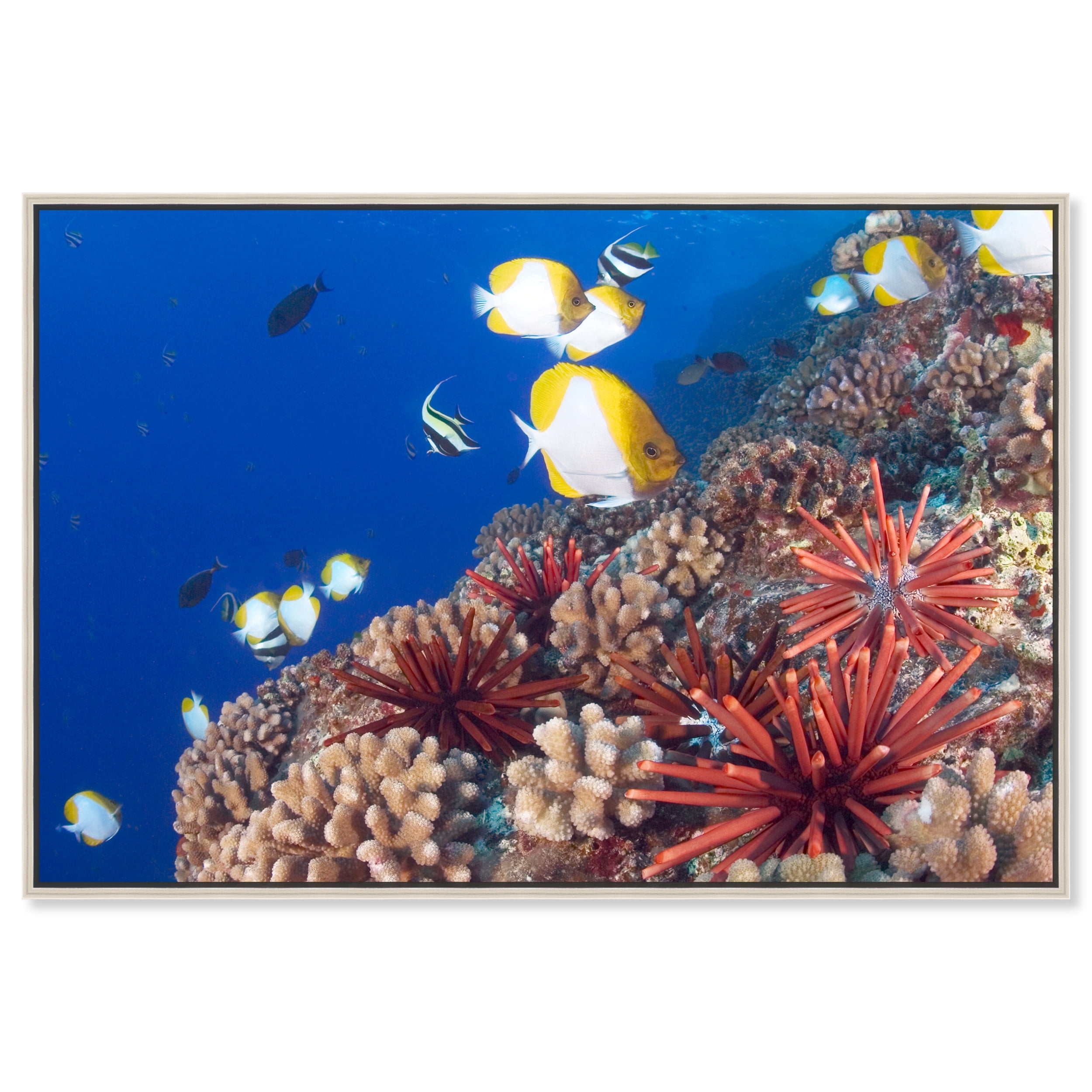 David FleethamHawaiian Reef Scene Under Sea Real Life Photography