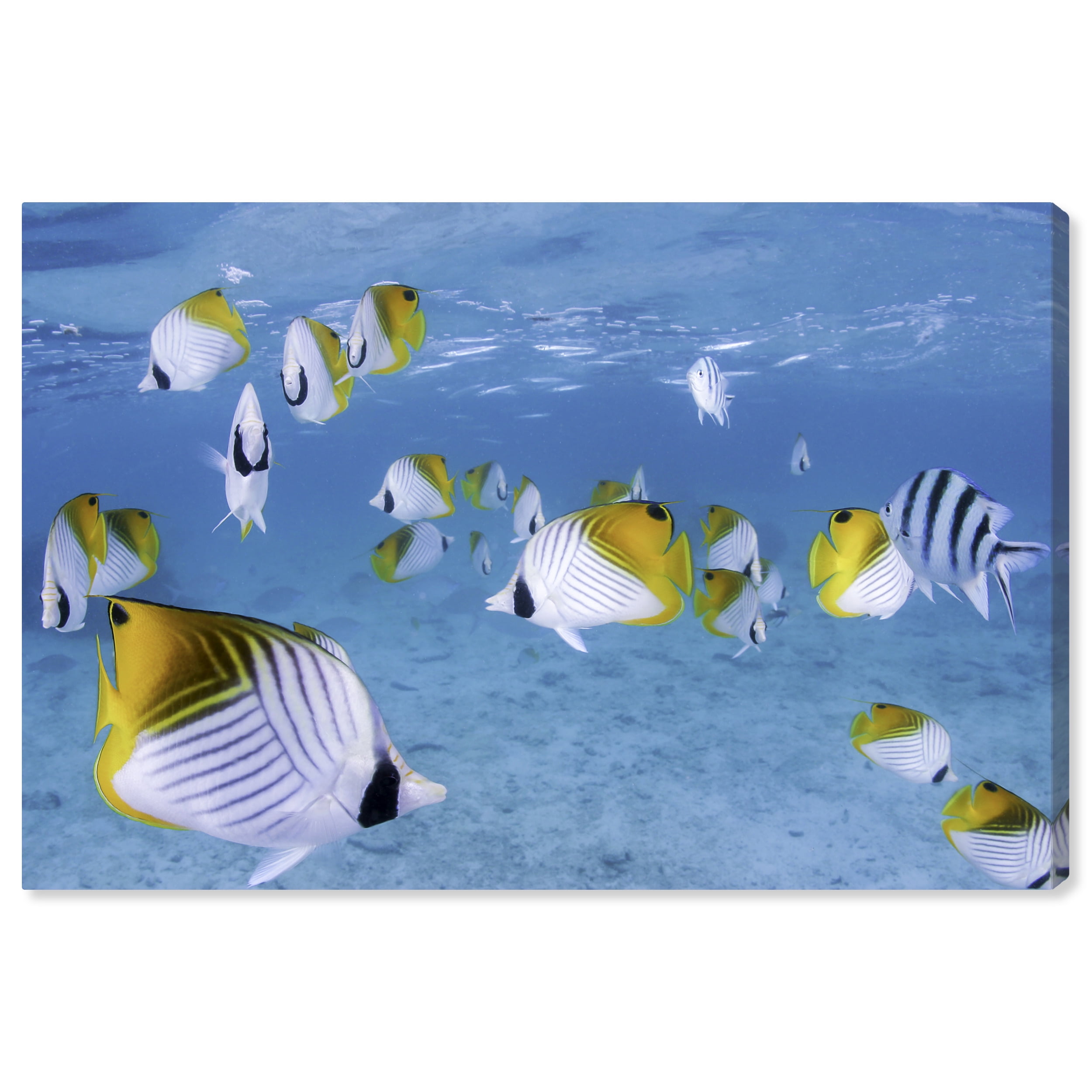 David Fleetham Treadfin Butterflyfish Under Sea 36" x 24" Canvas Print