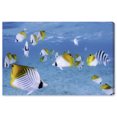 thumbnail image 1 of David Fleetham-Treadfin Butterflyfish Under Sea Real Life Photography Canvas Wall Art by Notoriart, Gallery Wrapped, 45"x30", 1 of 7