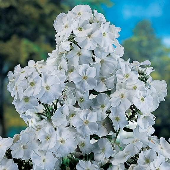 David Hardy Tall Phlox Dormant Bare Root Perennial Plants, 5-Pack