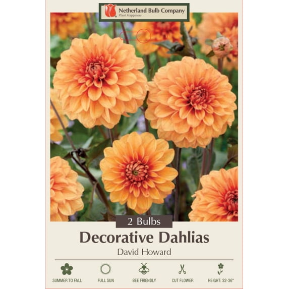 David Howard Dahlia - Decorative Flower - 2 bulbs