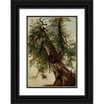 thumbnail image 1 of David Johnson 14x18 Black Ornate Wood Framed Double Matted Museum Art Print Titled - Study of a Cedar (1827-1908), 1 of 5