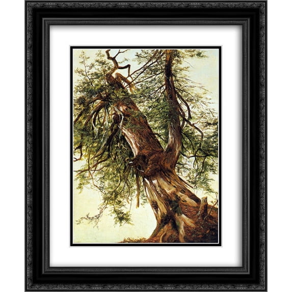 David Johnson 2x Matted 20x24 Black Ornate Framed Art Print 'Study of a Cedar'