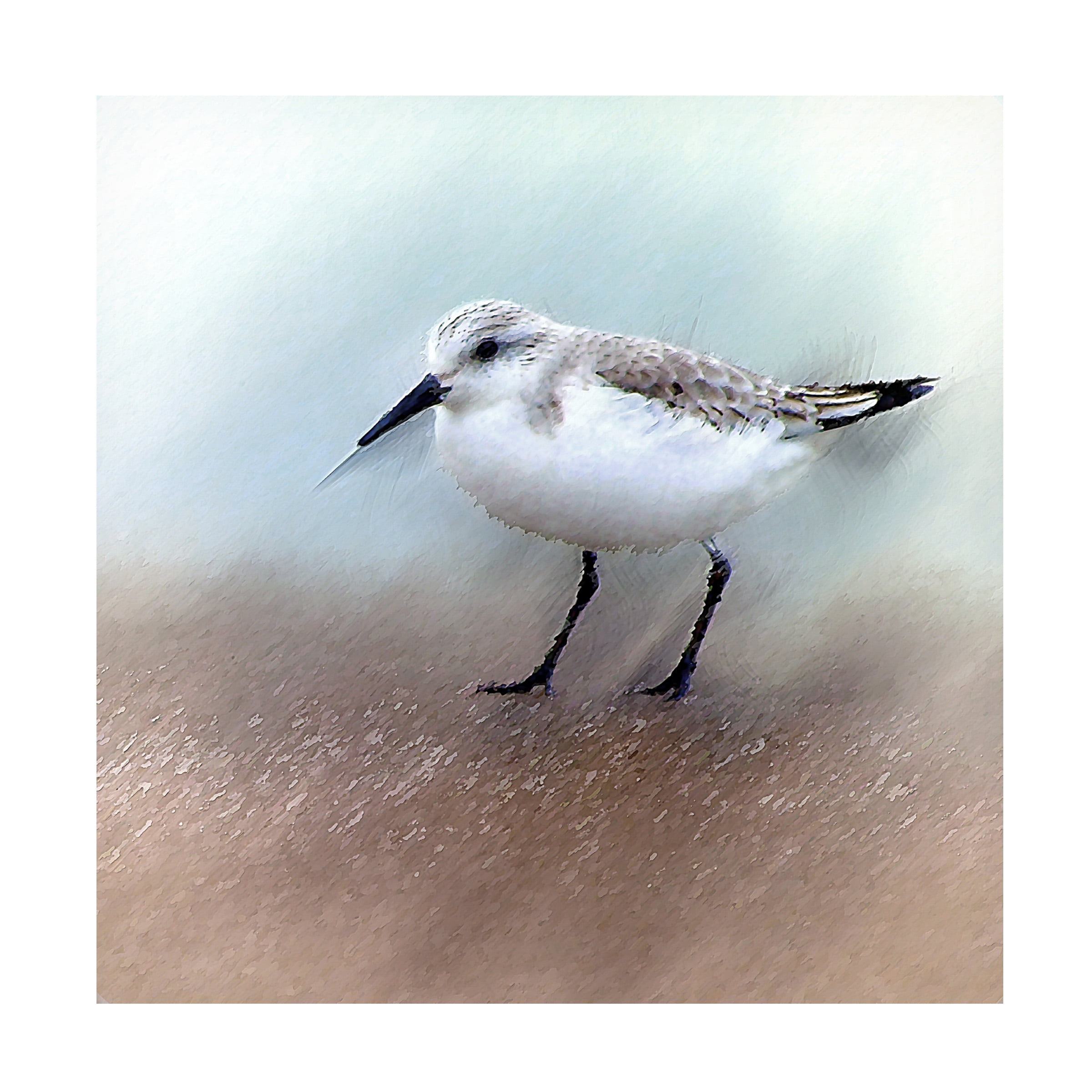 David Manlove 'Sand Piper B' Canvas Art