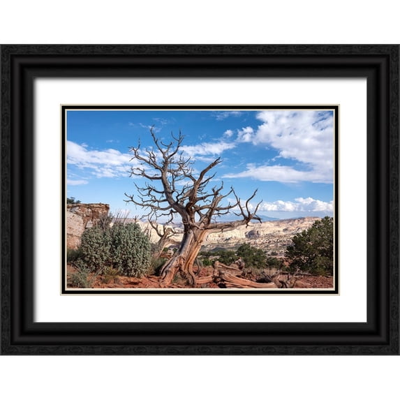 Davidson, Janell 18x13 Black Ornate Wood Framed with Double Matting Museum Art Print Titled - USA-Utah-Capitol Reef National Park Dead juniper tree