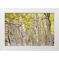 thumbnail image 1 of Davidson, Janell 32x23 White Modern Wood Framed Museum Art Print Titled - USA-Utah Dixie National Forest Grove of Aspens in Fall colors, 1 of 4