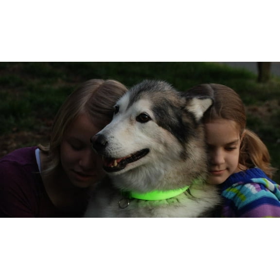 Davis FurEver Brite Glow in The Dark Pet Safety Collar, Medium to Large