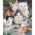 thumbnail image 1 of Dawhud Direct Kitten Fleece Blanket for Bed, 50" x 60", 1 of 7