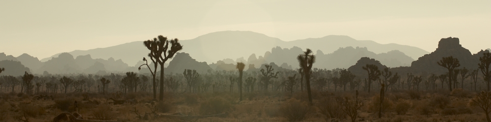 Dawn In Joshua Tree National Monument California Canvas Art - Geoff George Design Pics (27 x 7)