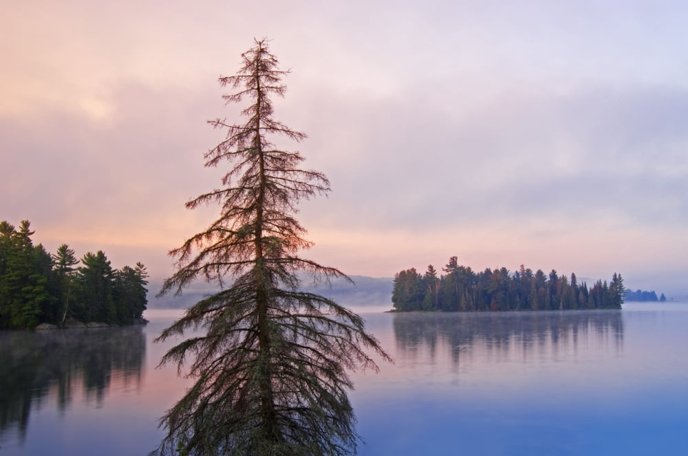 Dawn On Lake Of Two Rivers With Fog Algonquin Provincial Park Ontario Canvas Art - Mike Grandmaison Design Pics (18 x 12)
