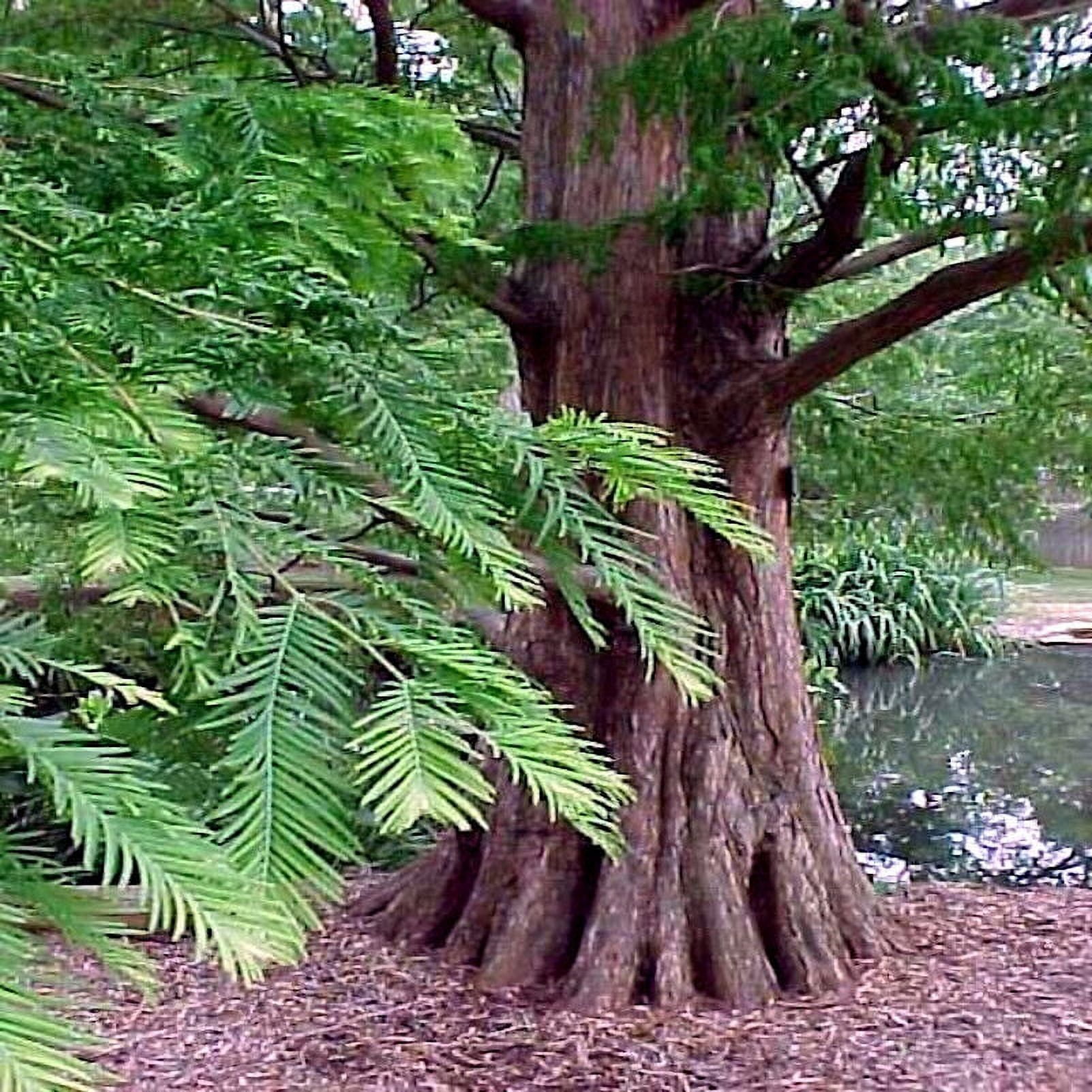 Dawn Redwood Tree Seeds (Metasequoia glyptostroboides) Fast Hardy ...