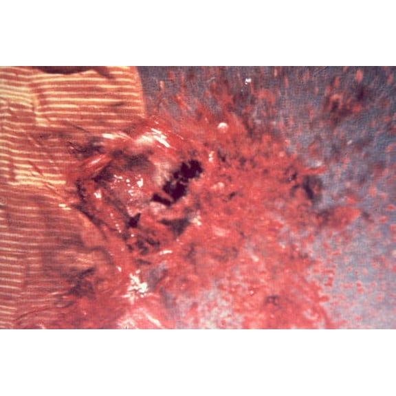 Dawn of the Dead 24x36 Poster Zombies Exploding Head! Ugh!