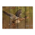 thumbnail image 1 of Day Dream MM2216 22 x 16 in. Majestic Mallard Inside & Outside wood Wall Art, 1 of 7