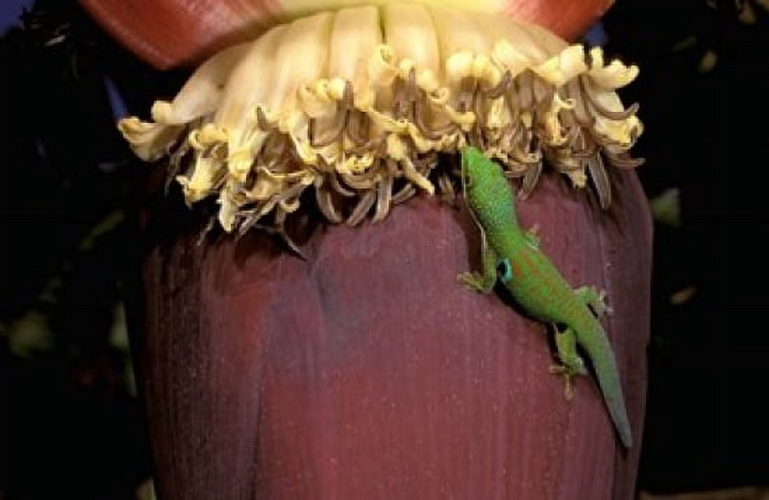 Day Gecko Ranamofana Madagascar Canvas Art - Pete Oxford DanitaDelimont (36 x 24)