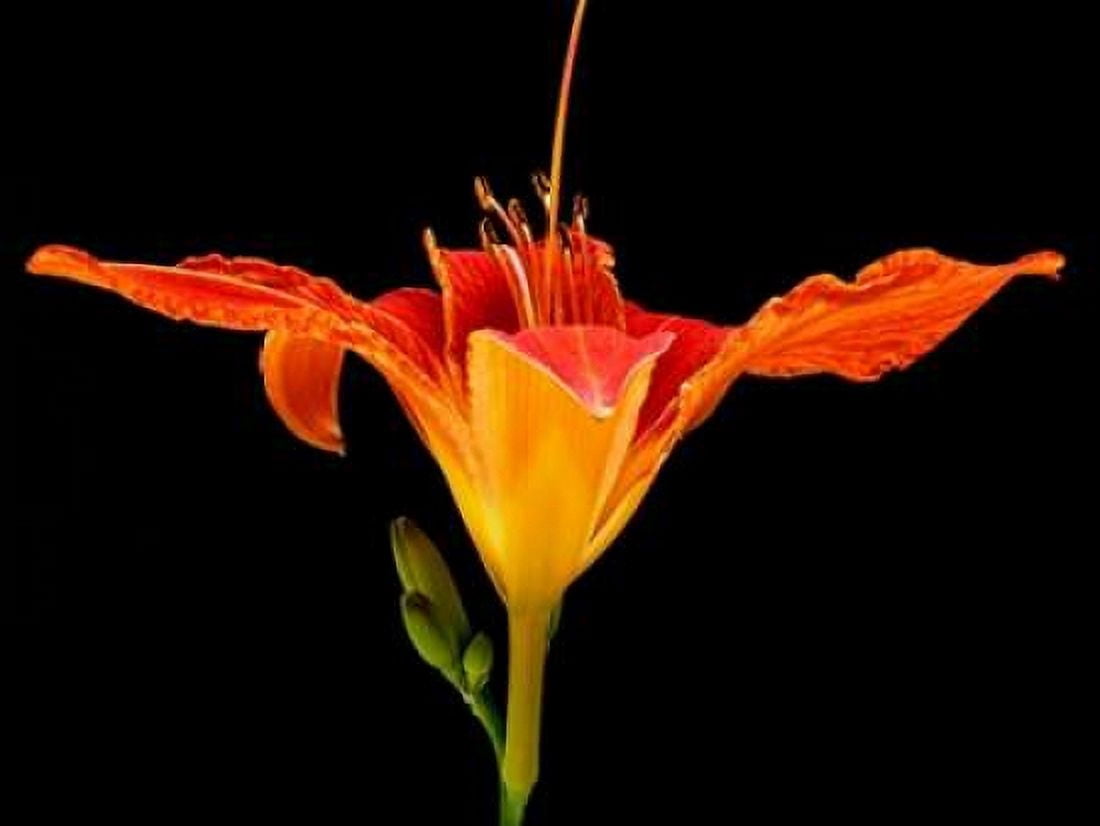 Day Lily I Canvas Art - Jim Christensen (18 x 24)