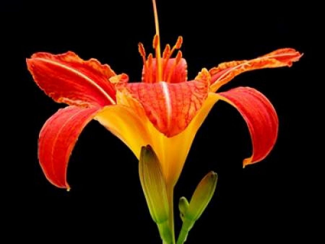 Day Lily II Canvas Art - Jim Christensen (18 x 24)