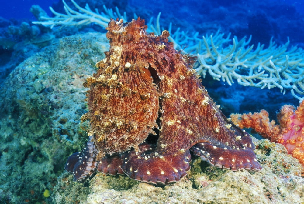 Day Octopus (Octopus Cyanea) on coral Fiji Canvas Art - Dave Fleetham Design Pics (34 x 22)