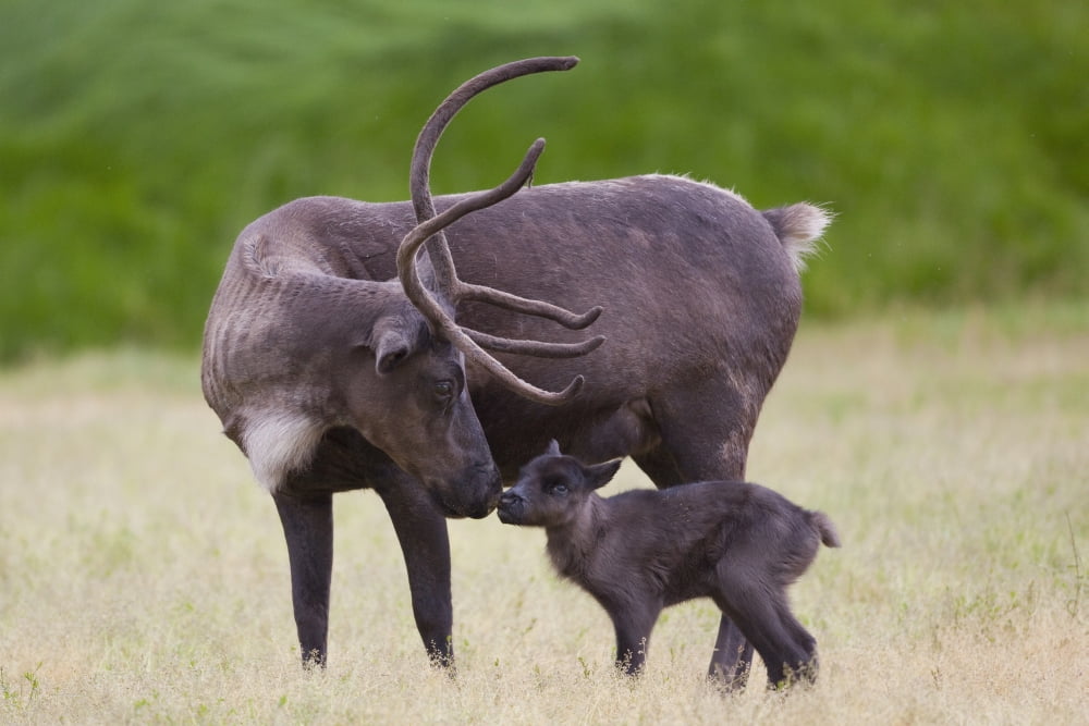 A Day Old Reindeer Calf Is Nuzzled By Its Mother In A Grassy Field Alaska Wildlife Conservation Center Southcentral Alaska Summer Captive Canvas Art - Doug Lindstrand Design Pics (19 x 12)