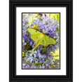 thumbnail image 1 of Day, Richard and Susan 11x14 Black Ornate Wood Framed with Double Matting Museum Art Print Titled - Luna Moth-Actias luna-on phlox Marion County-Illinois, 1 of 4