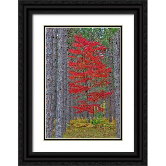 Day, Richard and Susan 11x14 Black Ornate Wood Framed with Double Matting Museum Art Print Titled - Red Maple tree in pine forest in fall-Alger County-Michigan