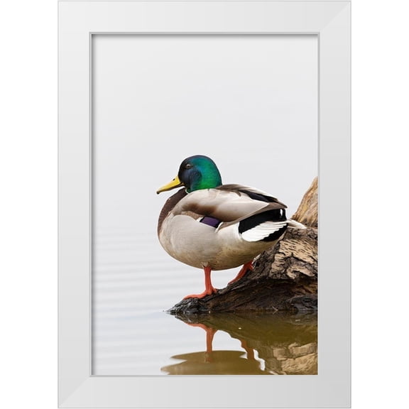 Day, Richard and Susan 11x14 White Modern Wood Framed Museum Art Print Titled - Mallard (Anas platyrhynchos) male on log in wetland-Marion County-Illinois