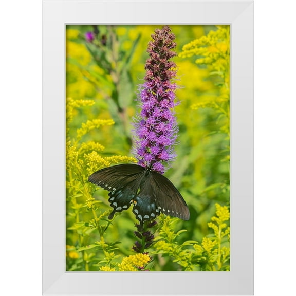 Day, Richard and Susan 11x14 White Modern Wood Framed Museum Art Print Titled - Spicebush Swallowtail-Papilio troilus-on Blazing Star-Liatris spicata-Marion County-Illinois