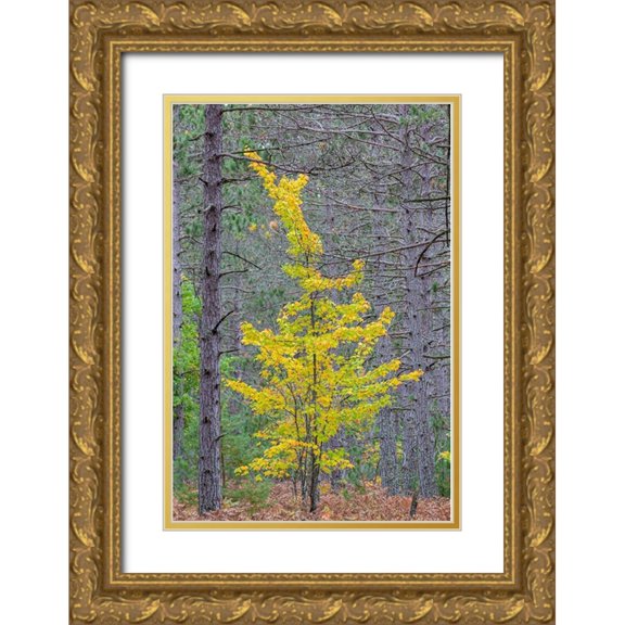 Day, Richard and Susan 13x18 Gold Ornate Wood Framed with Double Matting Museum Art Print Titled - Yellow Maple tree in pine forest in fall-Alger County-Michigan