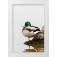 thumbnail image 1 of Day, Richard and Susan 13x18 White Modern Wood Framed Museum Art Print Titled - Mallard (Anas platyrhynchos) male on log in wetland-Marion County-Illinois, 1 of 4