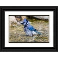 thumbnail image 1 of Day, Richard and Susan 14x11 Black Ornate Wood Framed with Double Matting Museum Art Print Titled - Blue Jay-Cyanocitta cristata-bathing Marion County-Illinois, 1 of 4
