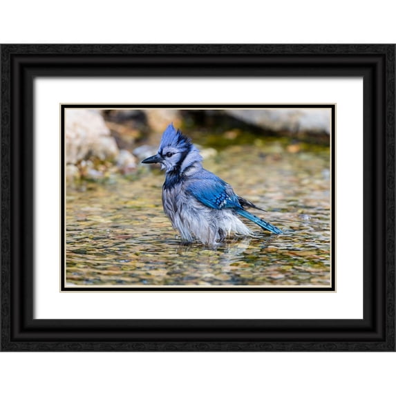 Day, Richard and Susan 14x11 Black Ornate Wood Framed with Double Matting Museum Art Print Titled - Blue Jay-Cyanocitta cristata-bathing Marion County-Illinois