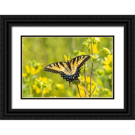 Day, Richard and Susan 14x11 Black Ornate Wood Framed with Double Matting Museum Art Print Titled - Eastern Tiger Swallowtail on Rosin Weed (Silphium integrifolium)-Marion County-Illinois