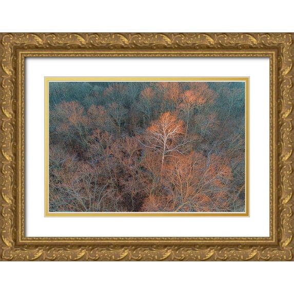 Day, Richard and Susan 14x11 Gold Ornate Wood Framed with Double Matting Museum Art Print Titled - Aerial view of lone Sycamore tree in winter woods-Marion County-Illinois