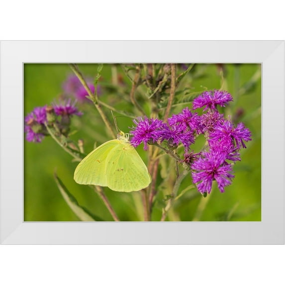 Day, Richard and Susan 14x11 White Modern Wood Framed Museum Art Print Titled - Cloudless Sulphur (Phoebis sennae) on Missouri Ironweed (Veronia missurica)-Marion County-Illinois