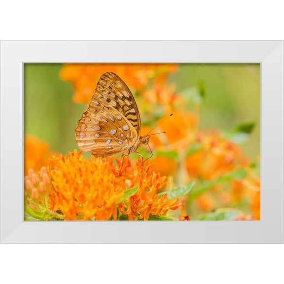 Day, Richard and Susan 14x11 White Modern Wood Framed Museum Art Print Titled - Great Spangled Fritillary-Speyeria cybele-on Butterfly Milkweed-Asclepias tuberosa-Marion County-Il