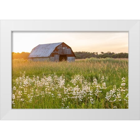 Day, Richard and Susan 14x11 White Modern Wood Framed Museum Art Print Titled - Old barn and field of penstemon at sunset Prairie Ridge State Natural Area-Marion County-Illinois