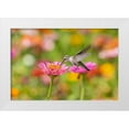 thumbnail image 1 of Day, Richard and Susan 14x11 White Modern Wood Framed Museum Art Print Titled - Ruby-throated Hummingbird-Archilochus colubris-at Zinnias Union County-Illinois, 1 of 4