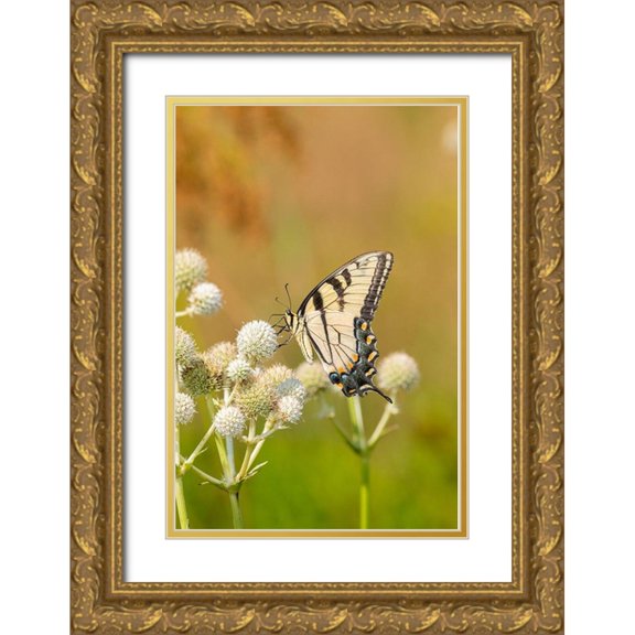 Day, Richard and Susan 17x24 Gold Ornate Wood Framed with Double Matting Museum Art Print Titled - Eastern Tiger Swallowtail on Rattlesnake Master (Eryngium yuccifolium)-Marion County-Illinois