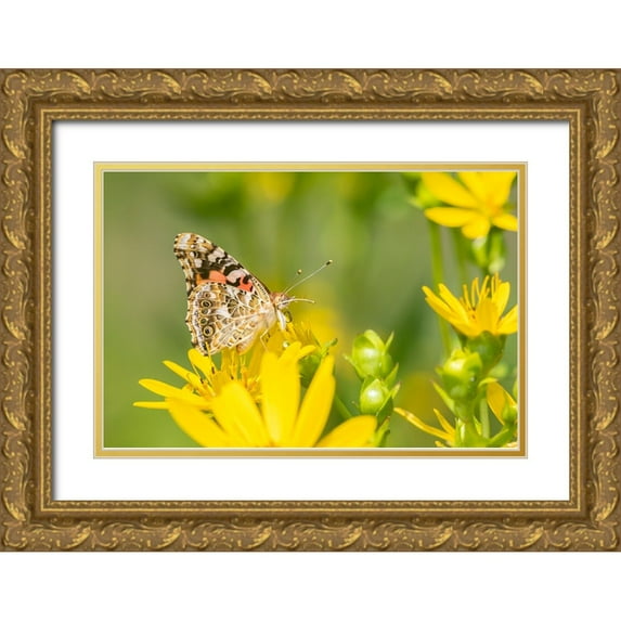 Day, Richard and Susan 18x13 Gold Ornate Wood Framed with Double Matting Museum Art Print Titled - Painted Lady-Vanessa cardui-on Cup Plant-Silphium perfoliatum-Marion County-Illinois