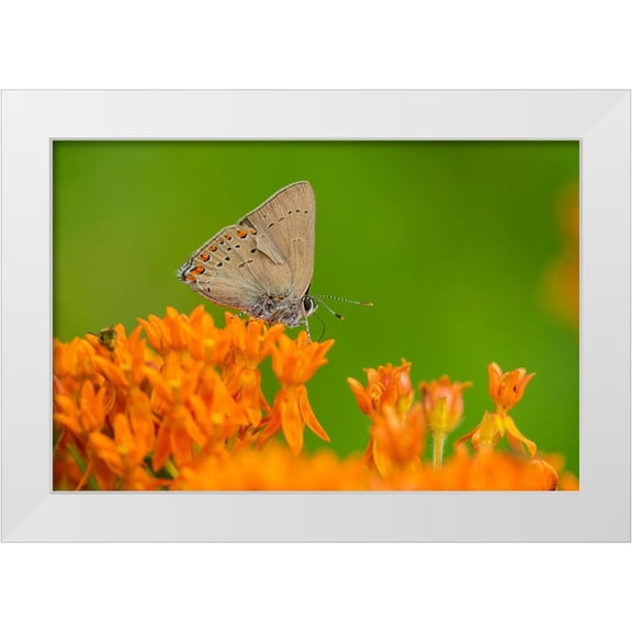 Day, Richard and Susan 18x13 White Modern Wood Framed Museum Art Print Titled - Coral Hairstreak-Satyrium titus-on Butterfly Milkweed-Asclepias tuberosa-Stephen A-Forbes State Par