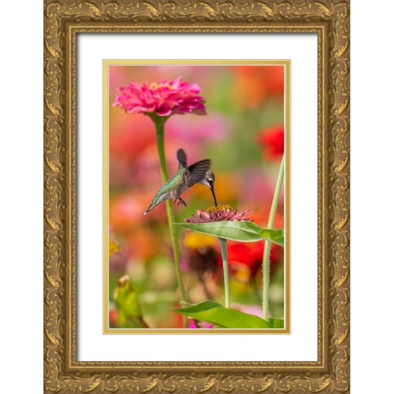 Day, Richard and Susan 23x32 Gold Ornate Wood Framed with Double Matting Museum Art Print Titled - Ruby-throated Hummingbird-Archilochus colubris-at Zinnias Union County-Illinois