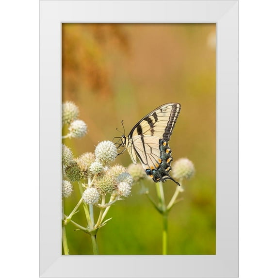 Day, Richard and Susan 23x32 White Modern Wood Framed Museum Art Print Titled - Eastern Tiger Swallowtail on Rattlesnake Master (Eryngium yuccifolium)-Marion County-Illinois