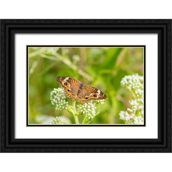Day, Richard and Susan 24x17 Black Ornate Wood Framed with Double Matting Museum Art Print Titled - Common Buckeye (Junonia coenia) on Common Boneset (Eupatorium perfoliatum)-Marion County-Illinois