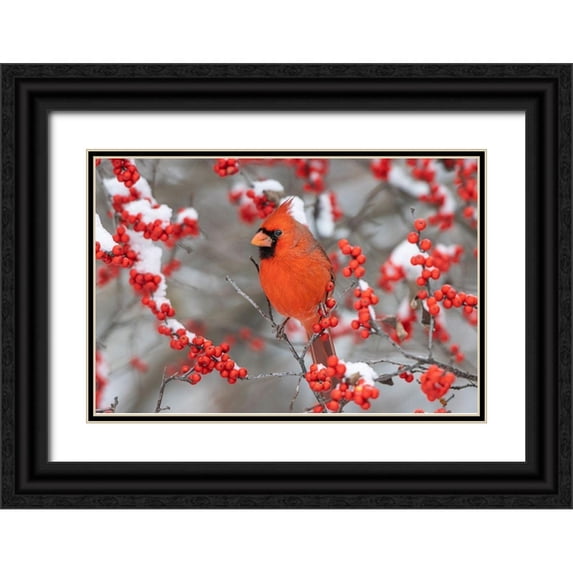Day, Richard and Susan 24x17 Black Ornate Wood Framed with Double Matting Museum Art Print Titled - Northern Cardinal male in Winterberry bush in winter-Marion County-Illinois