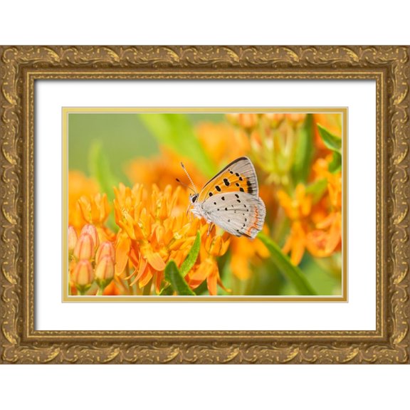 Day, Richard and Susan 24x17 Gold Ornate Wood Framed with Double Matting Museum Art Print Titled - American Copper-Lycaena phlaeas-on Butterfly Milkweed-Asclepias tuberosa-Lawrence County-Illinois